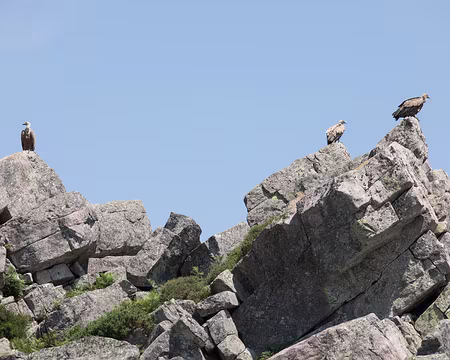 114_4V1A8353 Vautours fauves