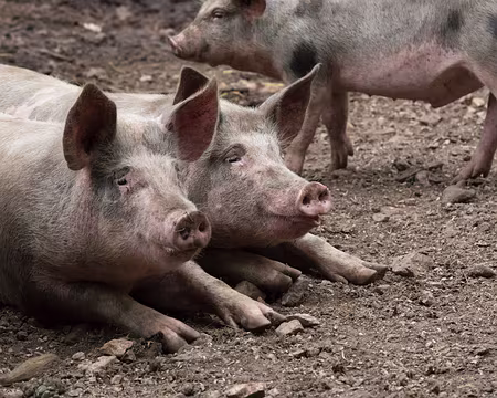 131_4V1A8430 Spécialité locale