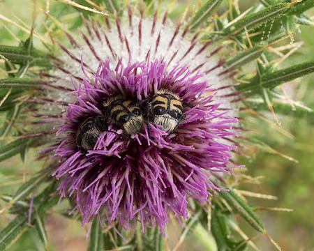150_4V1A8503 Cirse laineux (Cirsium eriophorum (L.) Scop., 1772) abritant trois trichies