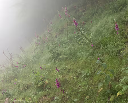 152_4V1A8507 Digitale pourpre (Digitalis purpurea (L.), 1753)