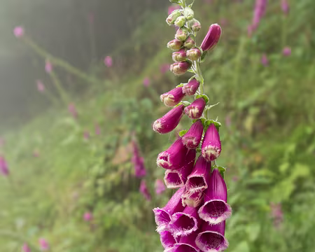 153_4V1A8511 Digitale pourpre (Digitalis purpurea (L.), 1753)