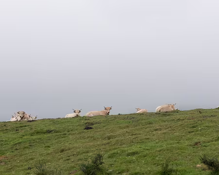 173_4V1A8596 Les vaches…