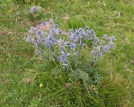 175_4V1A8598 Panicaut de Bourgat ou Chardon bleu des Pyrénées (Eryngium bourgatii Gouan, 1773)