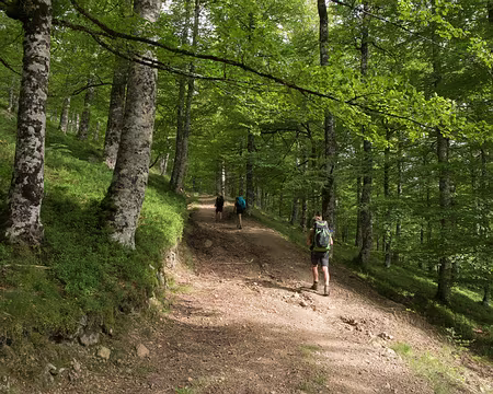 219_4V1A8822 La forêt d’Iraty