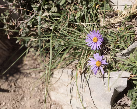 254_4V1A9028 Aster des Alpes (Aster alpinus L., 1753)