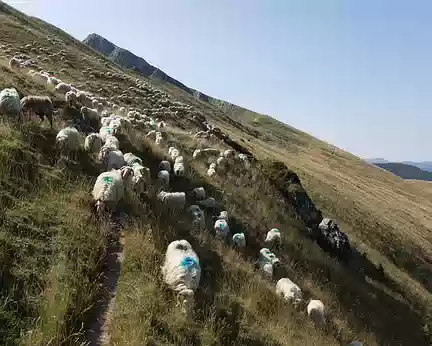 279_4V1A9187 Des moutons…
