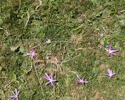 290_4V1A9243 Colchique des Pyrénées (Colchicum montanum L., 1753)