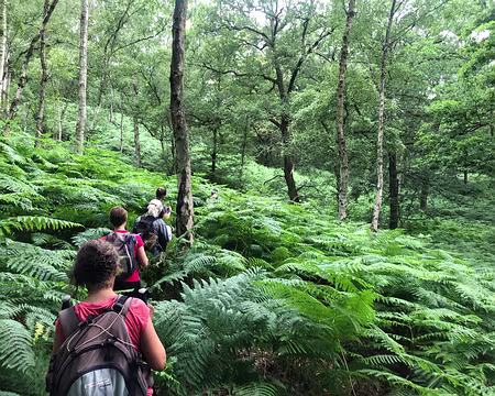 IMG_8722 beaucoup de fougères sur ce parcours d'inspiration 
