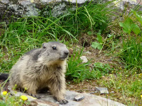 Rando1 - Ruitor et Lac Noir