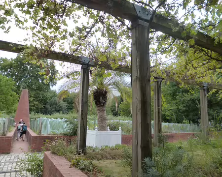 P1120966 Des vignes de chardonnay et sauvignon blanc ont été plantées