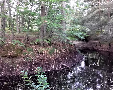 003 Un cyprès chauve et ses pneumatophores