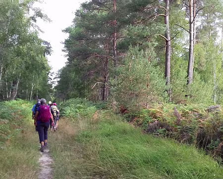 006 Chemin forestier