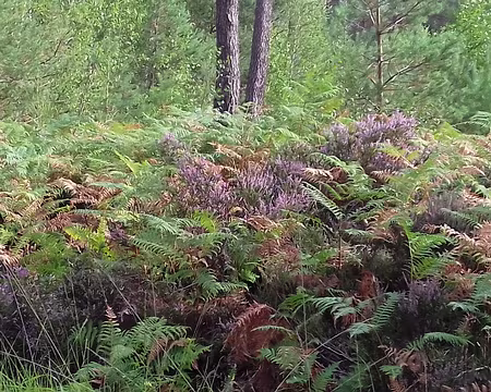 007 La fougère aigle pousse sur un sol siliceux
