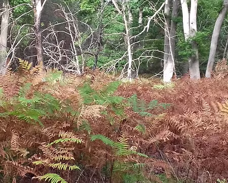 008 Premières teintes automnales