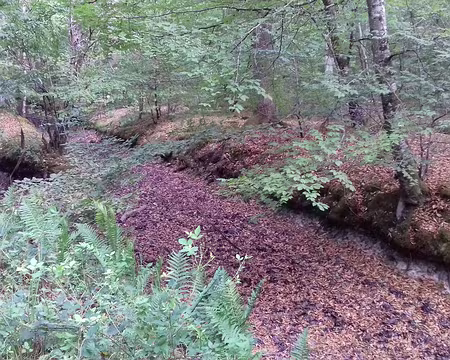 013 Ces fossés sont disposés en étoile autour de la mare aux évées
