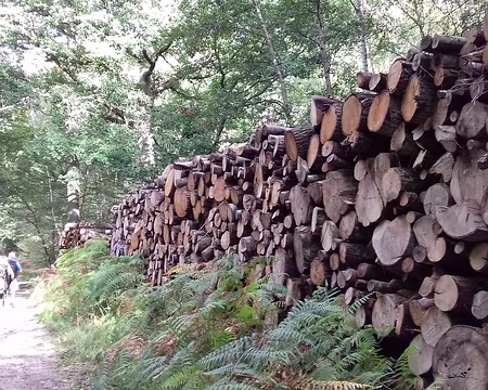 014 La forêt domaniale de Fontainebleau est gérée par l’ONF