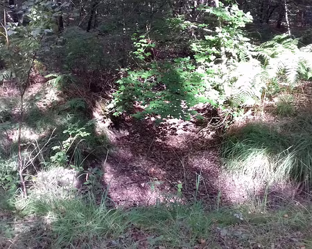 015 Ombre et lumière en sous-bois