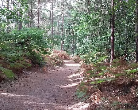 017 Sentier forestier