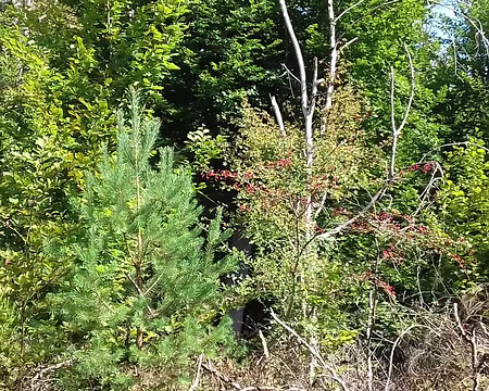 020 Hêtres, pins, et aubépine