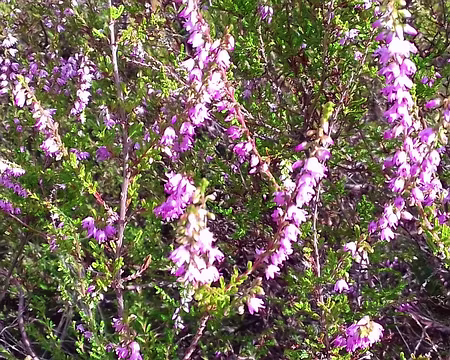 021 Bruyère ou callune ?