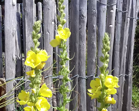 026 »Bouillon blanc » sur la butte