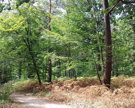 034 Merci à Patrick pour cette belle randonnée en forêt