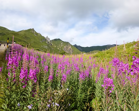 20200801-21h32m22s-P1120878-V3 Epilobes