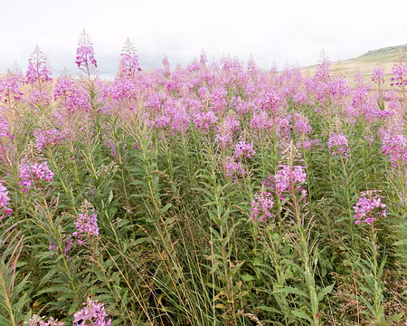 20200802-14h21m56s-XLA00860-V3