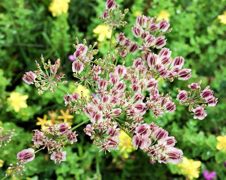 20200802-16h22m36s-DSC03773-V3