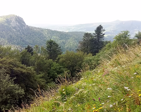 20200802-16h23m33s-20200802_162333-V3 Descente dans les fleurs