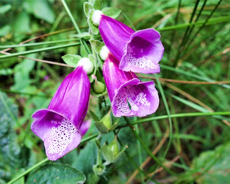 20200803-14h23m24s-DSC03797-V3