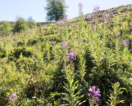 20200805-10h23m27s-XLA00987-V3