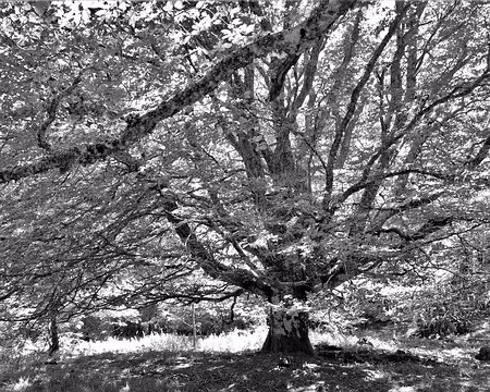 20200805-12h28m18s-DSC03914 (2)-V3