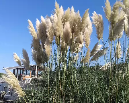011 Herbe de la Pampa sur les bords de l’Oise à Andrésy