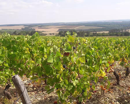20200919_0007 le vignoble d'Irancy
