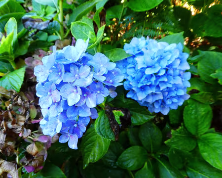 032 Hortensia sur le « Circuit des hortensias » à Ploërmel