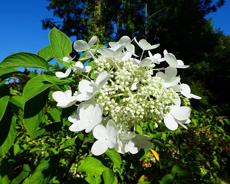 033 Hydrangea