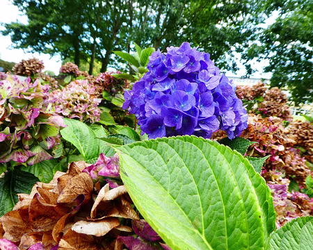 034 Hortensia boule