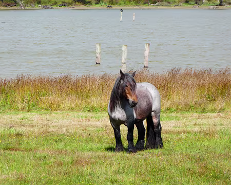 040 Cheval de trait de race bretonne près de l’étang de Careil