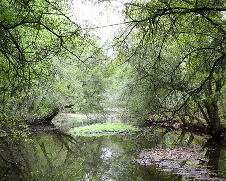 044 L’étang de la « Chambre au Loup » (Iffendic, Ille-et-Vilaine)