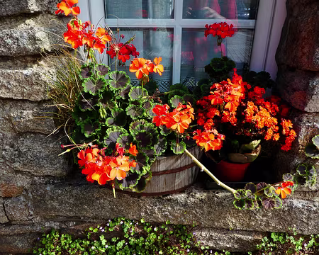 055 Fenêtre fleurie à Lizio