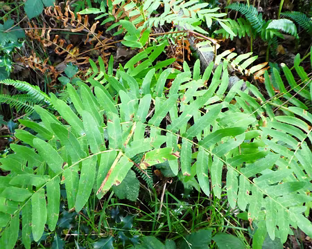 068 Osmonde royale dans la forêt de Brocéliande