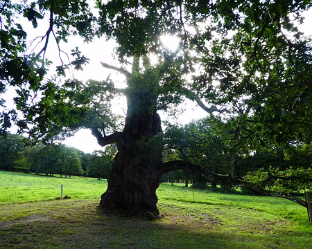 071 Le « Chêne à Guillotin » ou « Chêne Eon » à Concoret (Morbihan) est vieux de plus de cinq cents ans. Classé « Arbre remarquable de France », il a une...