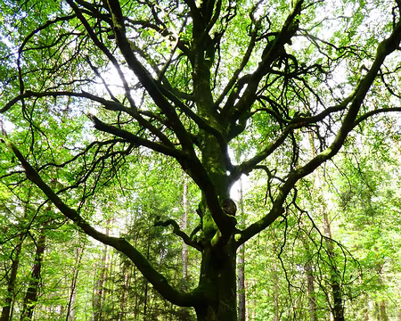 092 L’arbre au milieu de la forêt (hêtre)