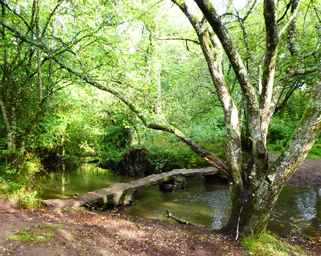 096 La Vallée du Canut, près de Lassy (Ille-et-Vilaine)