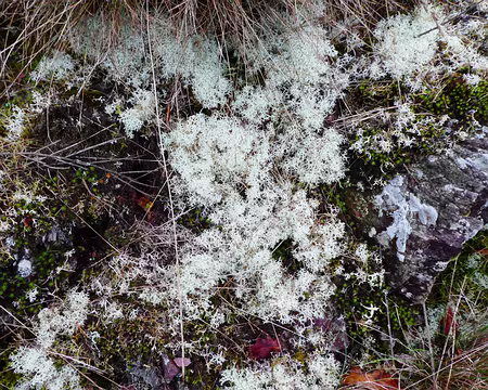 099 Lichen blanc