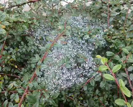 P1130171 Gouttes de pluie sur toile d'araignée