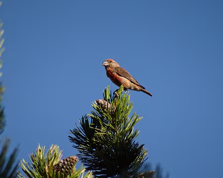 DSC00068 Bec croisé