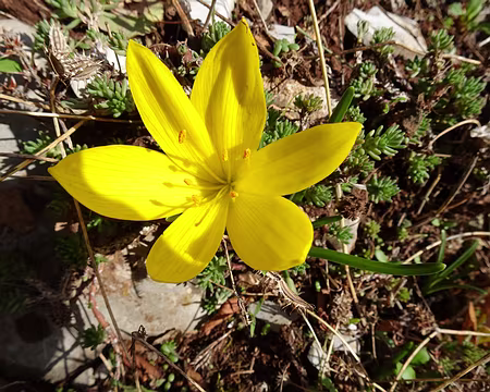 DSC00112 Vendangeuse