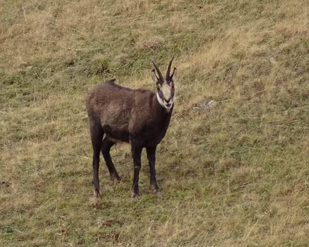 DSC00205 Chamois
